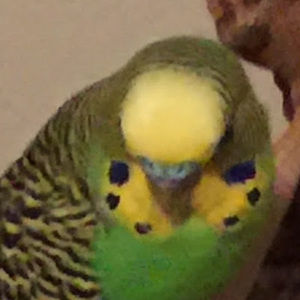 Meet your Posher, Username